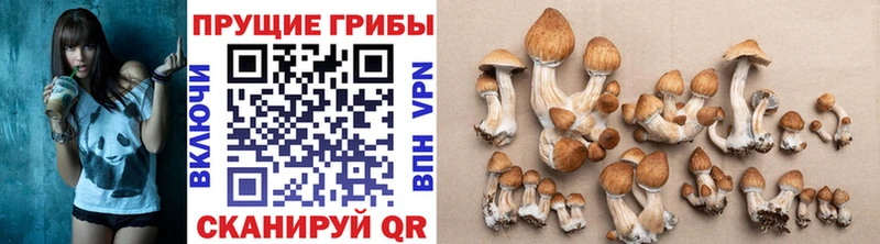 цена наркотик  Гатчина  Галлюциногенные грибы GOLDEN TEACHER 